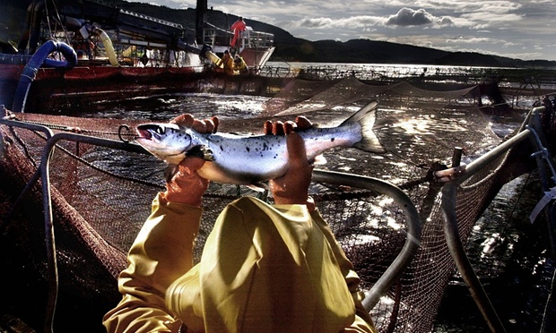 The Guardian紙のホームページより転載　Photograph: David Cheskin/PA