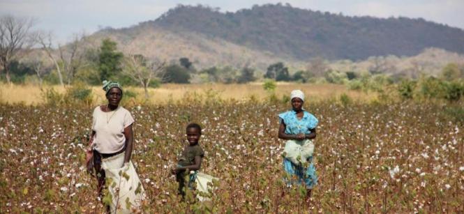 The Halo Trust のホームページより転載